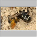 Dasypoda hirtipes - Hosenbiene w54b beim Nestbau - Sandgrube Niedringhaussee.jpg